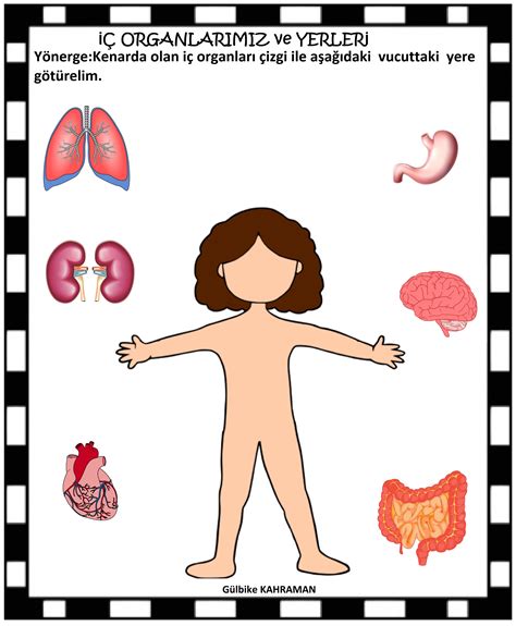 vücudun bölümleri organlar